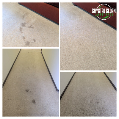 Carpet Cleaning And Pet Stain Removal Project in Davis CA 95618