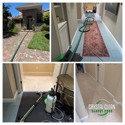 Pet Stain Removal And Carpet Cleaning Services Project in Davis CA 95618